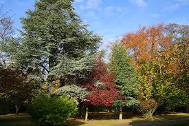 Image result for Woodmansterne Cc