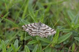 Attēlu rezultāti vaicājumam “Ematurga atomaria”