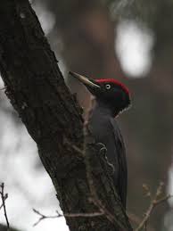 Attēlu rezultāti vaicājumam “Dryocopus martius”