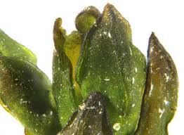 Attēlu rezultāti vaicājumam “Schistidium robustum”