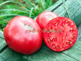 Afbeeldingsresultaat voor marizol purple tomato