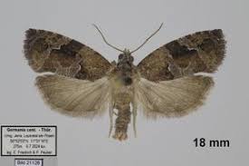 Attēlu rezultāti vaicājumam “Eudemis porphyrana”