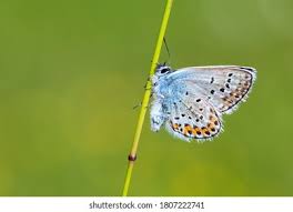 Attēlu rezultāti vaicājumam “Plebejus argyrognomon”