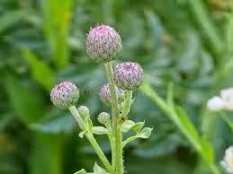 Attēlu rezultāti vaicājumam “Cirsium arvense flower”