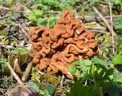 Attēlu rezultāti vaicājumam “Gyromitra gigas”