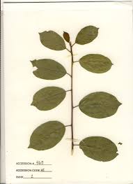 Attēlu rezultāti vaicājumam “Frangula alnus leaf”