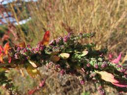 Attēlu rezultāti vaicājumam “Chenopodium album flower”
