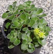 Image result for Aichryson