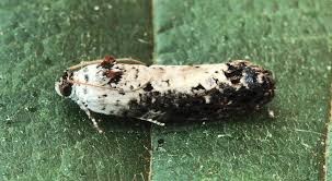 Attēlu rezultāti vaicājumam “Hedya salicella”