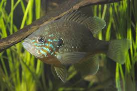 Image result for Lepomis gibbosus