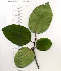 Attēlu rezultāti vaicājumam “Cydonia oblonga”