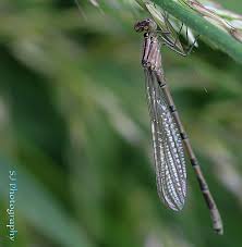 Attēlu rezultāti vaicājumam “Enallagma cyathigerum male”