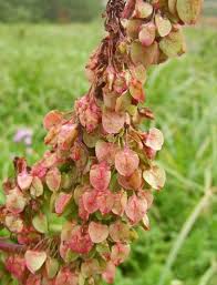 Attēlu rezultāti vaicājumam “Rumex aquaticus bud”