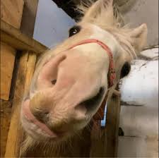 Image result for Lower Farm Stables