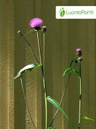 Attēlu rezultāti vaicājumam “Cirsium heterophyllum flower”
