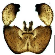 Attēlu rezultāti vaicājumam “Sciara analis”