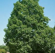 Attēlu rezultāti vaicājumam “Tilia americana”