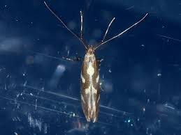 Attēlu rezultāti vaicājumam “Calybites phasianipennella”