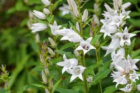 Attēlu rezultāti vaicājumam “Campanula latifolia flower”