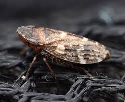 Attēlu rezultāti vaicājumam “Planaphrodes sp.”