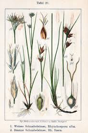 Attēlu rezultāti vaicājumam “Rhynchospora alba”