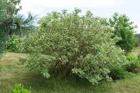 Attēlu rezultāti vaicājumam “Cornus alba”