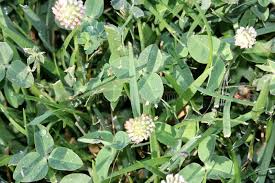 Attēlu rezultāti vaicājumam “Trifolium fragiferum fruit”