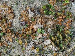 Attēlu rezultāti vaicājumam “Acaulon muticum”