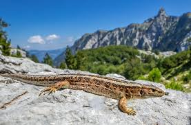 Attēlu rezultāti vaicājumam “Lacerta agilis”