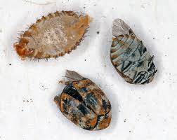 Attēlu rezultāti vaicājumam “Anthrenus verbasci”