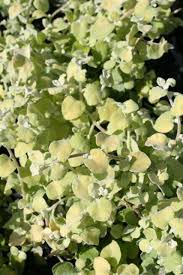 Image result for Helichrysum lindleyii