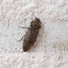 Attēlu rezultāti vaicājumam “Agrypnus murinus”