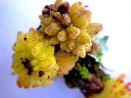 Attēlu rezultāti vaicājumam “Thecabius affinis nymph”