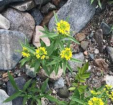 Attēlu rezultāti vaicājumam “Erysimum cheiranthoides flower”