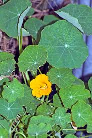 Attēlu rezultāti vaicājumam “Tropaeolum majus leaf”