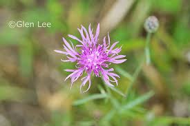 Attēlu rezultāti vaicājumam “Centaurea stoebe leaf”