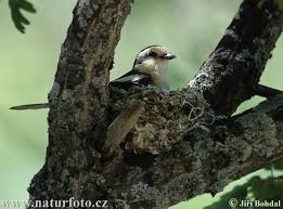 Image result for Lanius nubicus