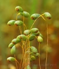 Attēlu rezultāti vaicājumam “Funaria hygrometrica”