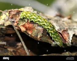 Attēlu rezultāti vaicājumam “Anarta myrtilli”