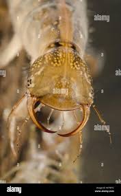 Attēlu rezultāti vaicājumam “Dytiscus sp. larva”