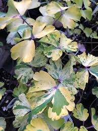 Attēlu rezultāti vaicājumam “Aquilegia vulgaris leaf”