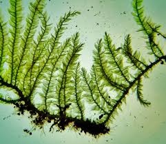 Attēlu rezultāti vaicājumam “Eurhynchium striatum”