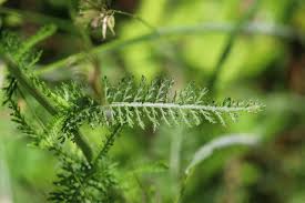Attēlu rezultāti vaicājumam “Achillea millefolium leaf”