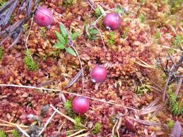 Attēlu rezultāti vaicājumam “Oxycoccus palustris”