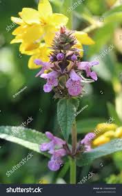 Attēlu rezultāti vaicājumam “Stachys palustris flower”