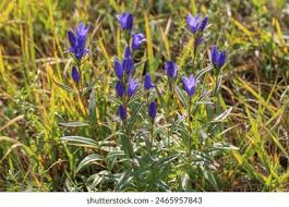 Attēlu rezultāti vaicājumam “Gentiana pneumonanthe flower”