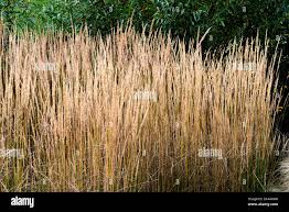 Attēlu rezultāti vaicājumam “Calamagrostis stricta”