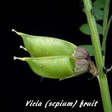 Attēlu rezultāti vaicājumam “Vicia sepium fruit”
