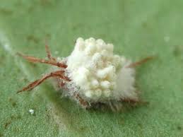 Attēlu rezultāti vaicājumam “Torrubiella arachnophila”