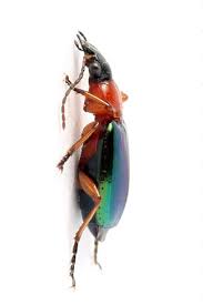 Attēlu rezultāti vaicājumam “Lebia chlorocephala”